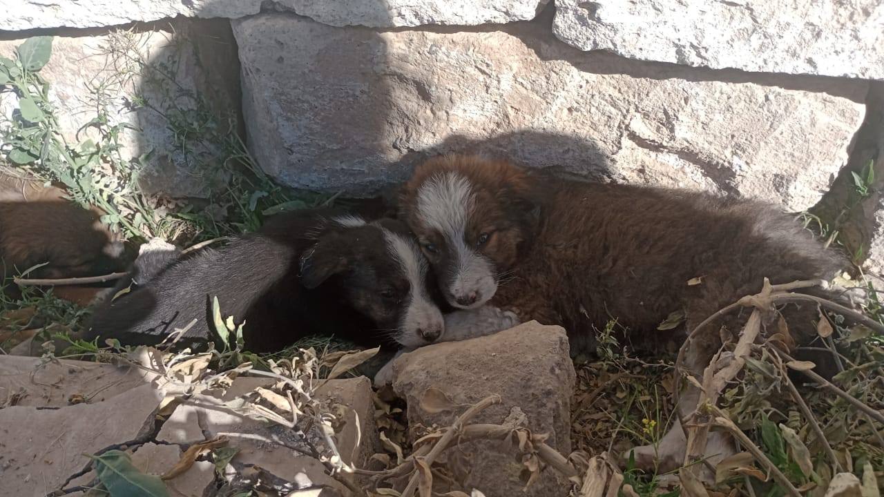 Animal rescatado siendo atendido