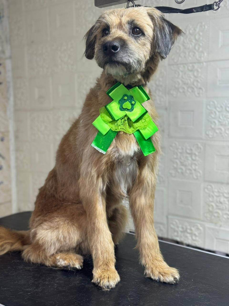 Mascota después de una esterilización exitosa