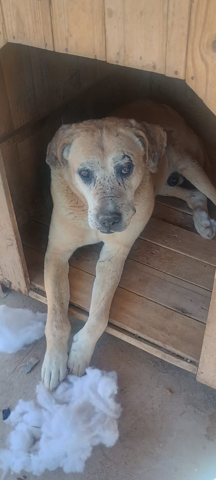 Persona acariciando a un perro rescatado