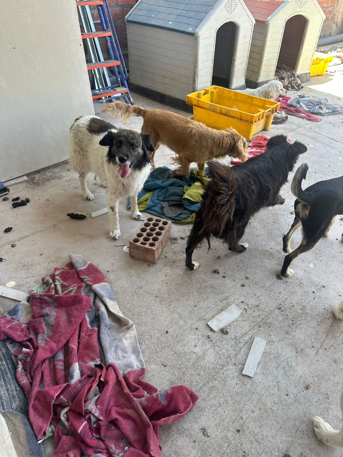 Perro jugando feliz en el albergue