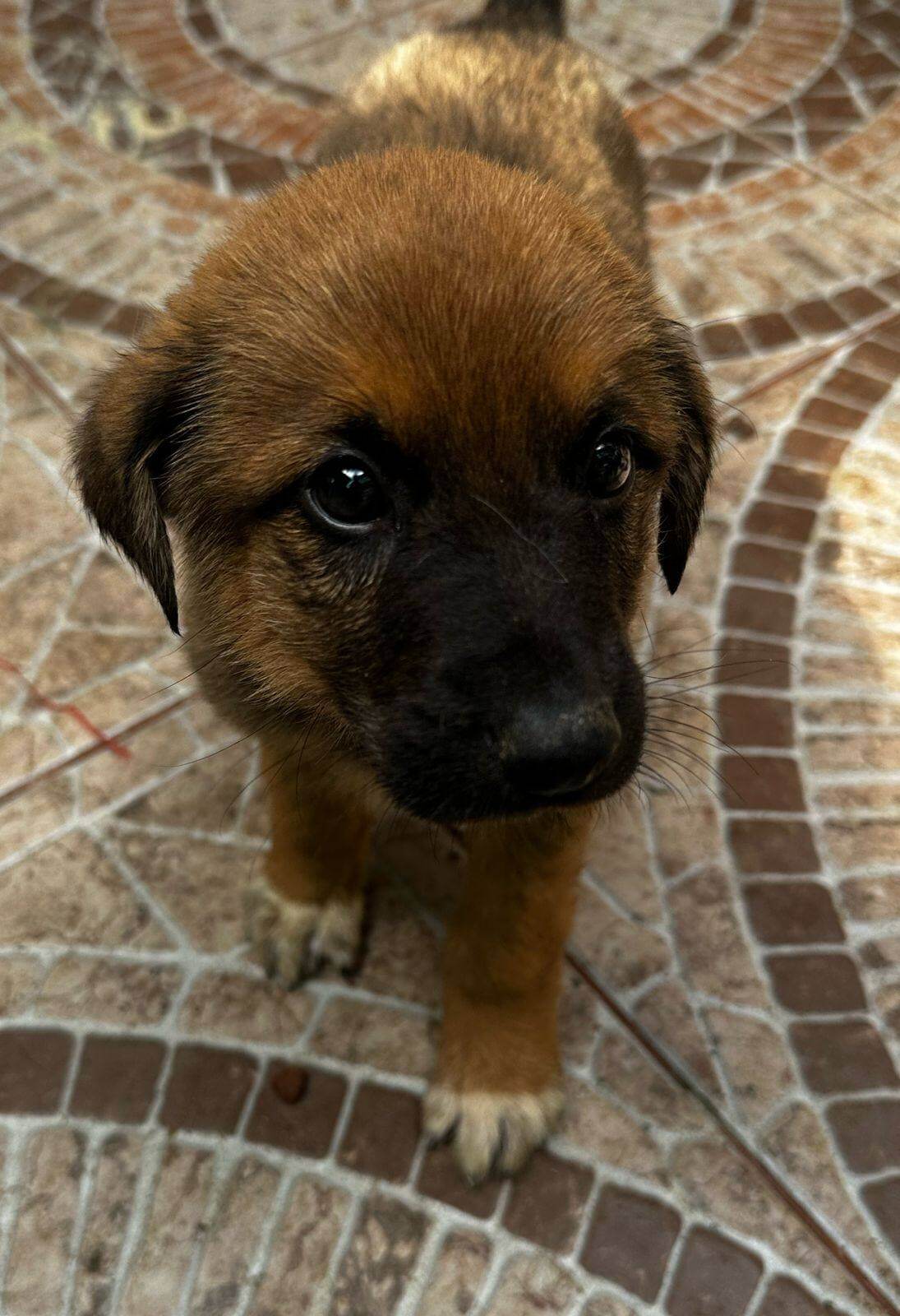 Persona cuidando a su mascota